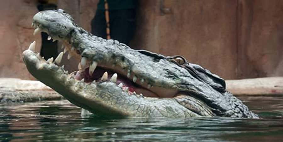 Melbourne: SEA LIFE Aquarium Entrance Ticket - How long you should allow
