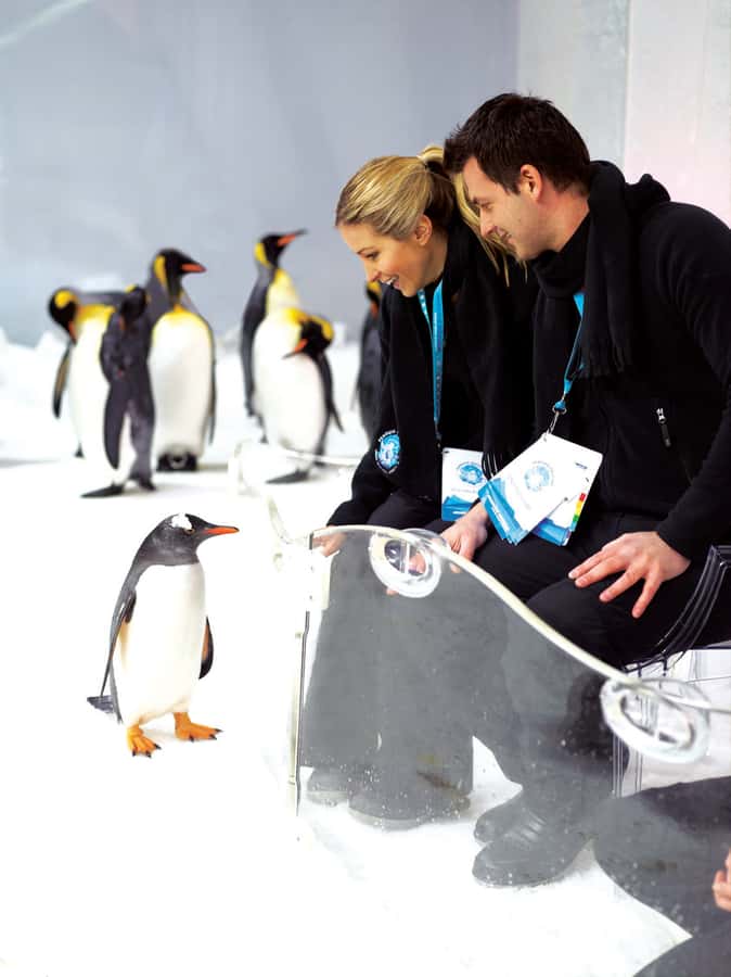 Melbourne: SEA LIFE Aquarium Entrance Ticket - Bay of Rays and the 2.2 million-liter Oceanarium
