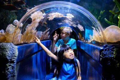 Melbourne: SEA LIFE Aquarium Entrance Ticket