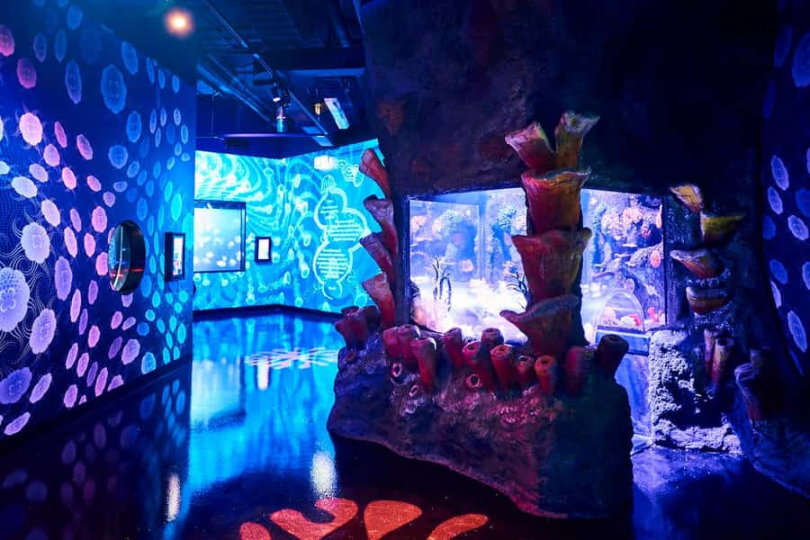 Melbourne: SEA LIFE Aquarium Entrance Ticket - Pinjarra, one of the aquarium’s biggest stars