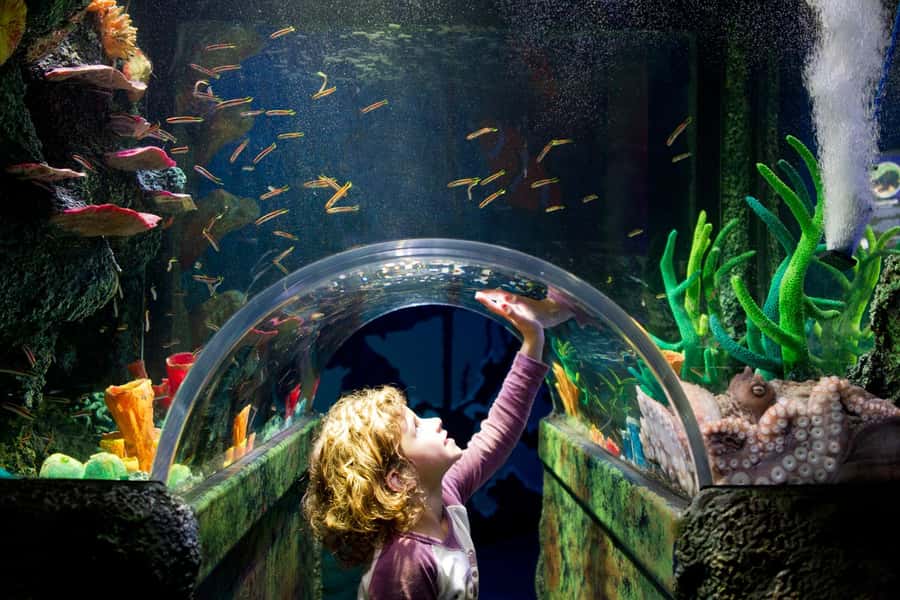 Melbourne: SEA LIFE Aquarium Entrance Ticket - Antarctic penguins at the end