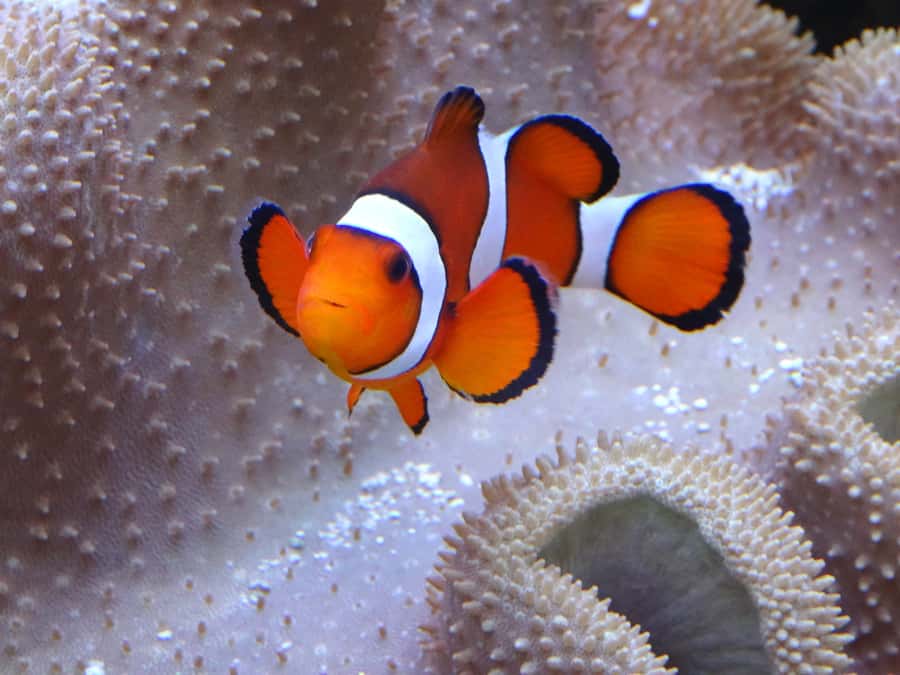 Melbourne: SEA LIFE Aquarium Entrance Ticket - Daily presentations, touch pools, and the 4D cinema