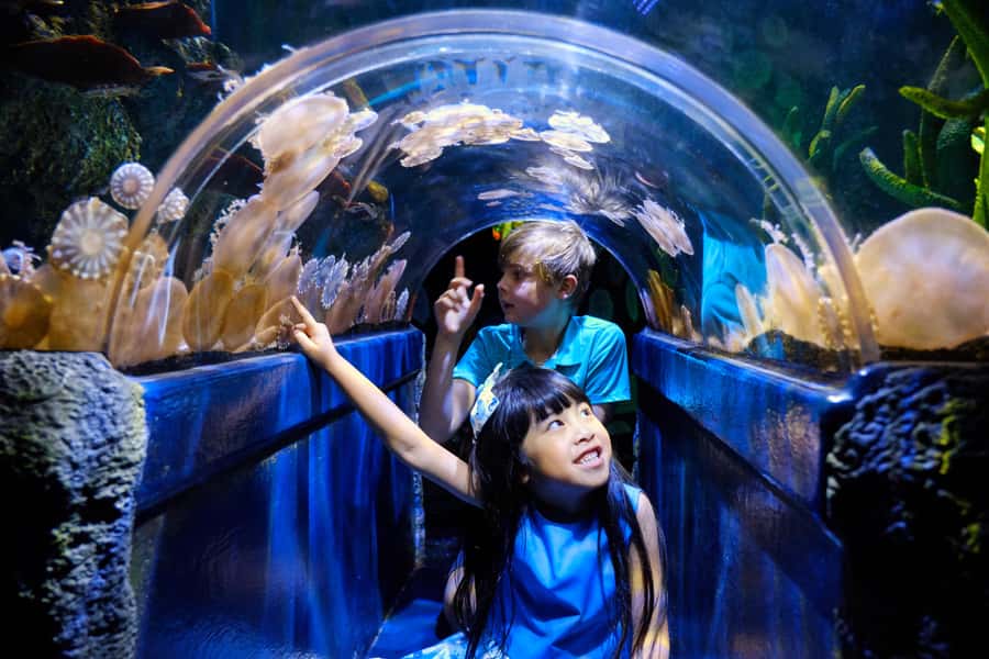 Melbourne: SEA LIFE Aquarium Entrance Ticket - The first zones: large animals and instant family appeal