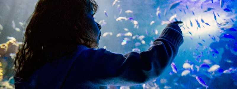 Mexico City: Inbursa Aquarium optional Round trip transfer - Choosing the Mexitours van from central Mexico City