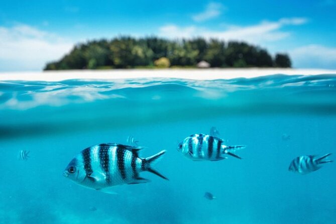 Mnemba Island Half Day Live Aquarium With Transfer - Zanzibar - The guide and crew make a big difference