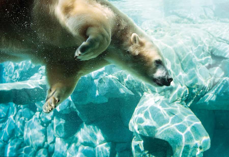 Movie World, Sea World, & Wet’n’Wild Multi Park 1-Day Pass - Paradise Country for koalas and farm traditions