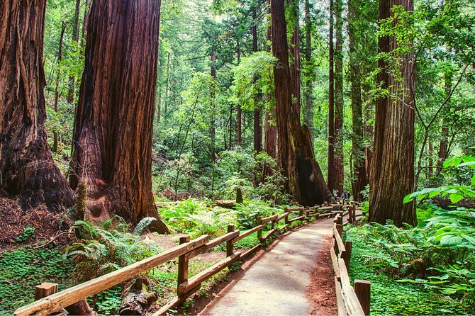 Muir Woods and Sausalito + Ferry, Alcatraz Night Tour & Aquarium Access - Why this tour feels bigger than a normal day trip