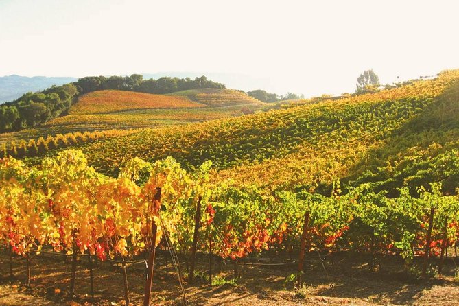 Muir Woods with Napa & Sonoma Wine Tour + Alcatraz Tour & Aquarium Access - The Golden Gate Bridge photo stop