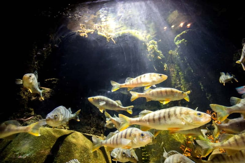 Munich: Day Ticket to Sea Life - The eight-meter tunnel is the main event