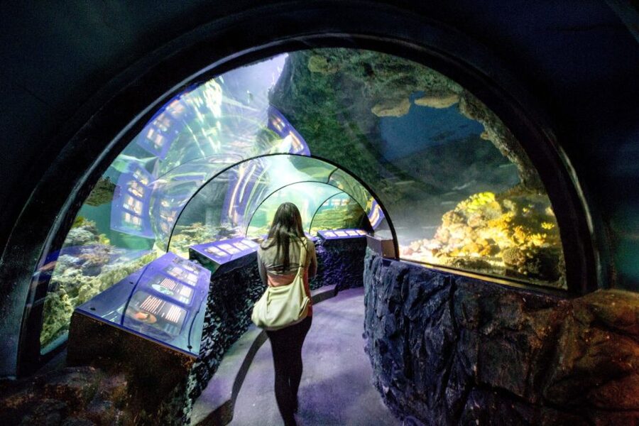 Munich: Day Ticket to Sea Life - Germany’s largest shark variety in one Munich aquarium
