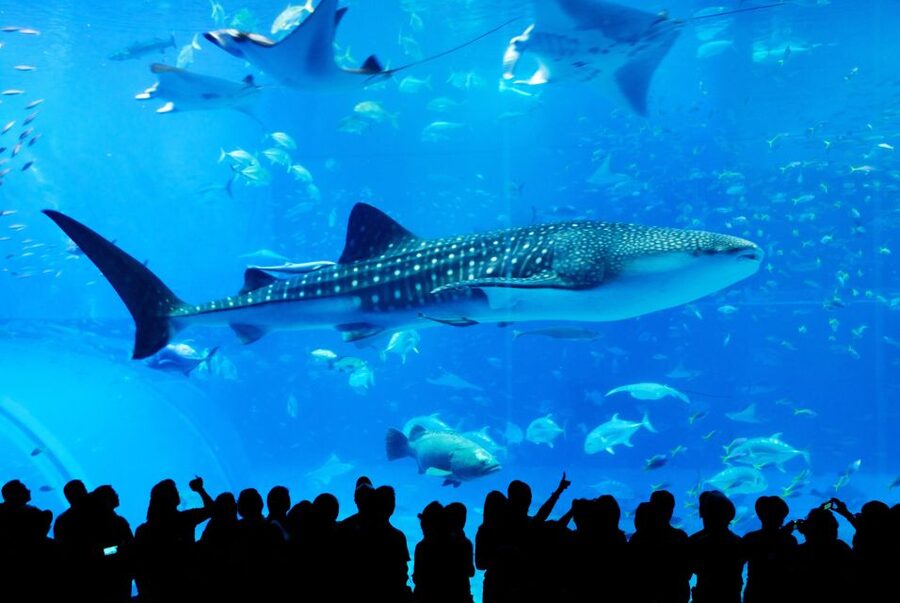 Naha: North Okinawa Sightseeing Tour & Churaumi Aquarium - Key points at a glance