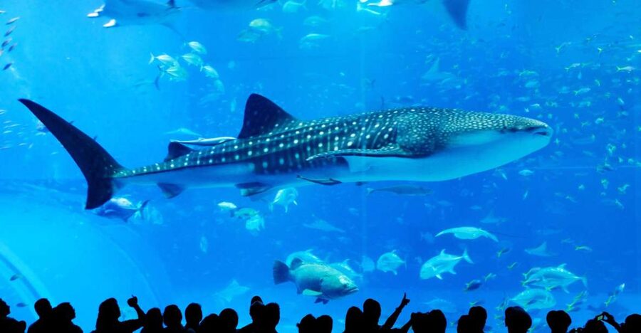 Naha: North Okinawa Sightseeing Tour & Churaumi Aquarium - Kouri Island and the view across Kouri Bridge