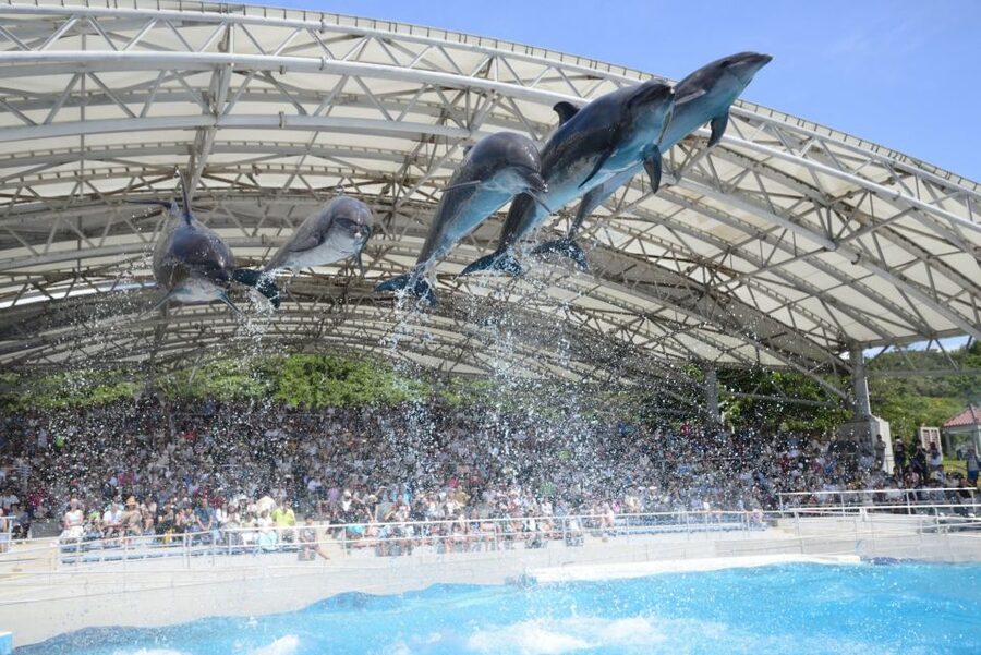 Naha: North Okinawa Sightseeing Tour & Churaumi Aquarium - Churaumi Aquarium deserves the longest stop