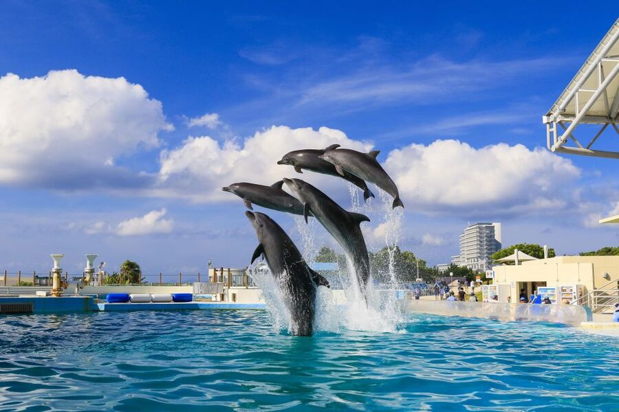Naha: North Okinawa Sightseeing Tour & Churaumi Aquarium - Who should book this tour?