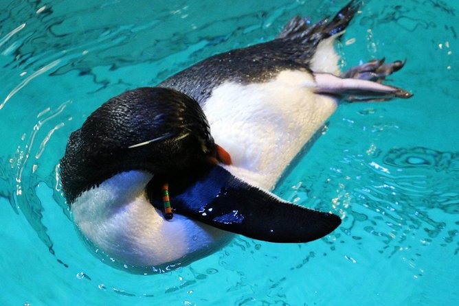 New England Aquarium Admission Ticket in Boston - The touch tank makes the experience more active