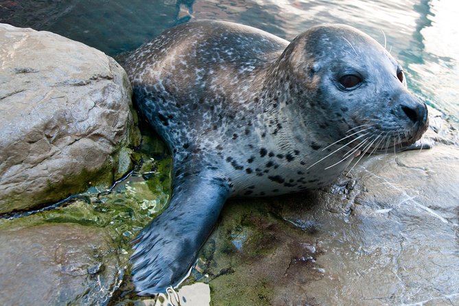 New England Aquarium Admission Ticket in Boston - Crowds are the biggest practical concern