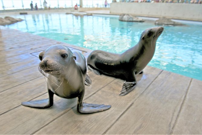 New England Aquarium Admission Ticket in Boston - Is the admission price worth it?