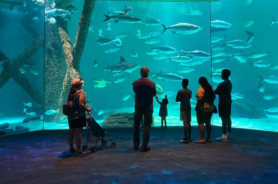 New Orleans: Audubon Aquarium & Insectarium Ticket - How much time should you allow?