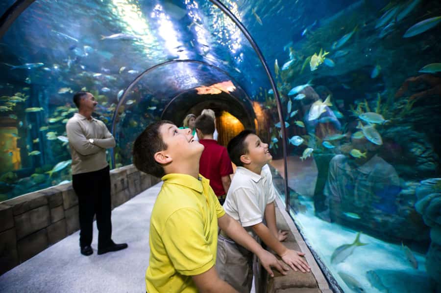 New Orleans: Audubon Aquarium & Insectarium Ticket - Getting hands-on at the Shark Discovery Touch Pool