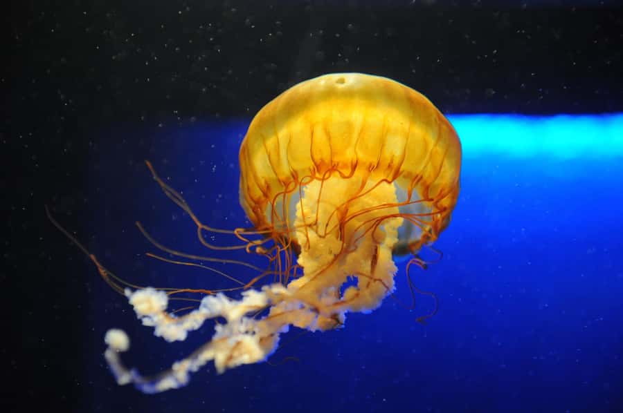 New Orleans: Audubon Aquarium & Insectarium Ticket - The Gulf of Mexico habitat and New Orleans’ connection to water