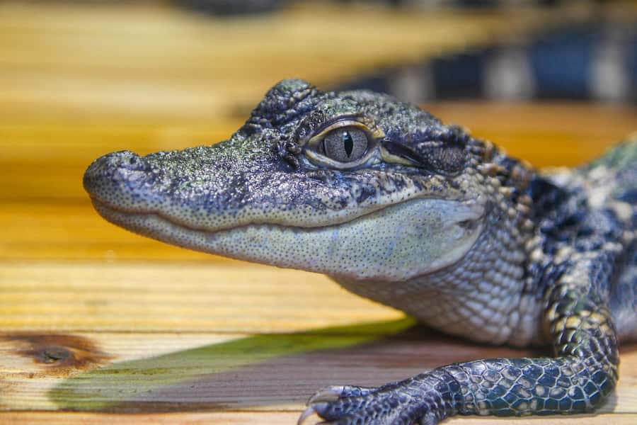 New Orleans: Audubon Aquarium & Insectarium Ticket - The Amazon Rainforest gallery