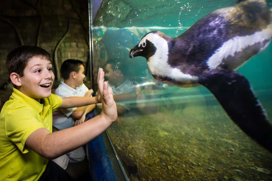 New Orleans: Audubon Aquarium & Insectarium Ticket - Adding the Insectarium and Butterfly Garden