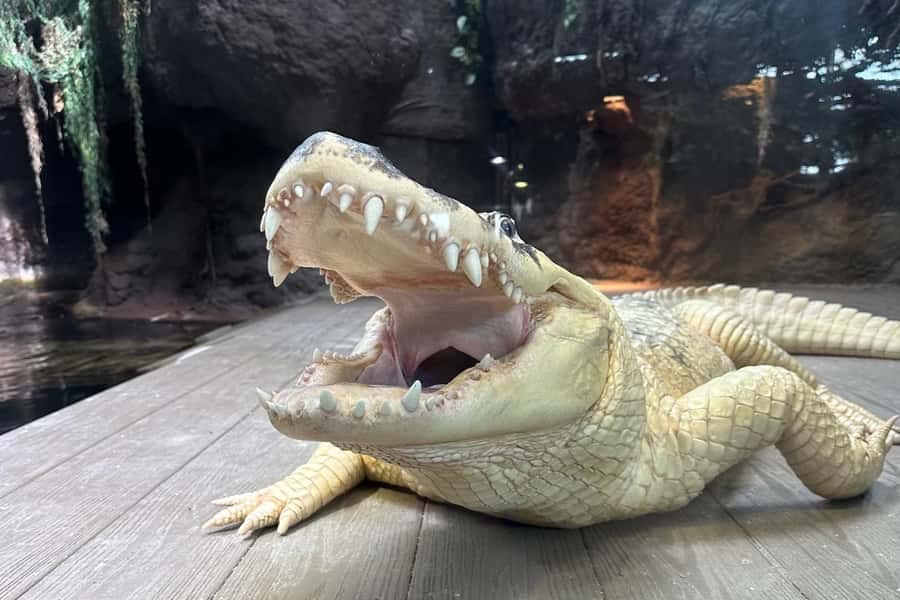 New Orleans: Audubon Aquarium & Insectarium Ticket - The Great Maya Reef and the 30-foot tunnel
