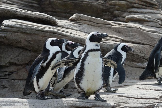 New York Aquarium Admission - Sharks, penguins, jellyfish, and smaller surprises