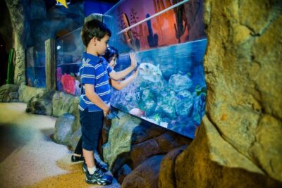 Oberhausen: LEGOLAND Discovery Centre and SEA LIFE Ticket