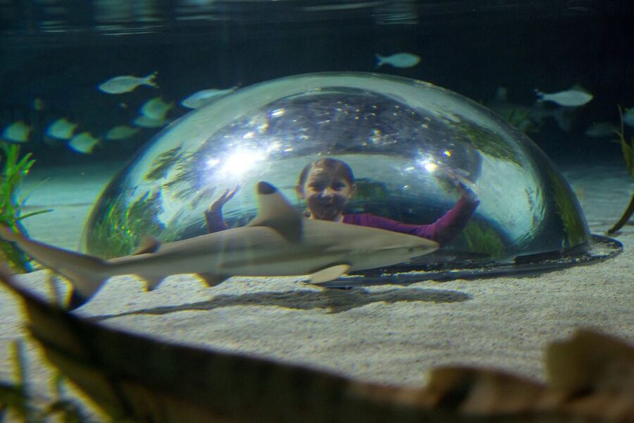 Oberhausen: SEA LIFE Oberhausen Entry Ticket - Key points at a glance