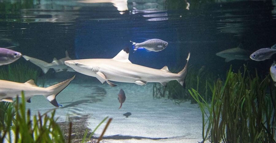 Oberhausen: SEA LIFE Oberhausen Entry Ticket - Who should book SEA LIFE Oberhausen?