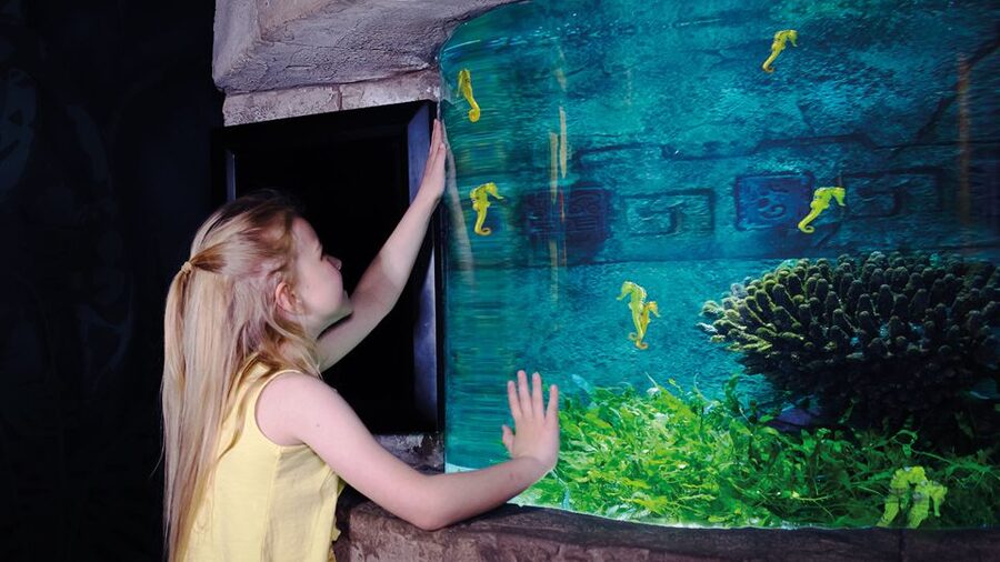 Oberhausen: SEA LIFE Oberhausen Entry Ticket - Turtles, otters, and smaller sea life