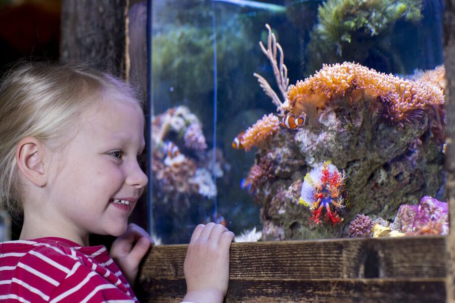 Oberhausen: SEA LIFE Oberhausen Entry Ticket - Feeding shows and aquarist talks