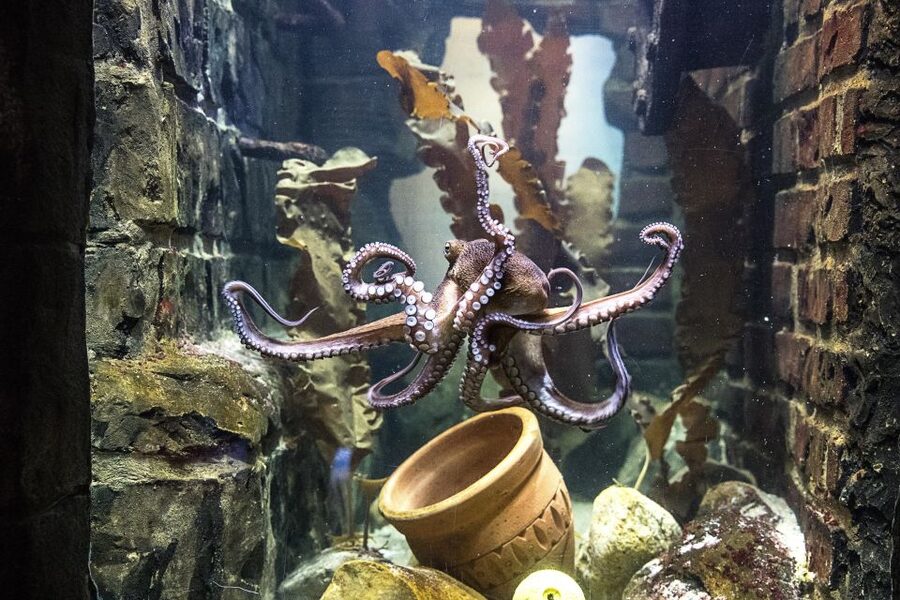 Oberhausen: SEA LIFE Oberhausen Entry Ticket - Is $20 a fair price?