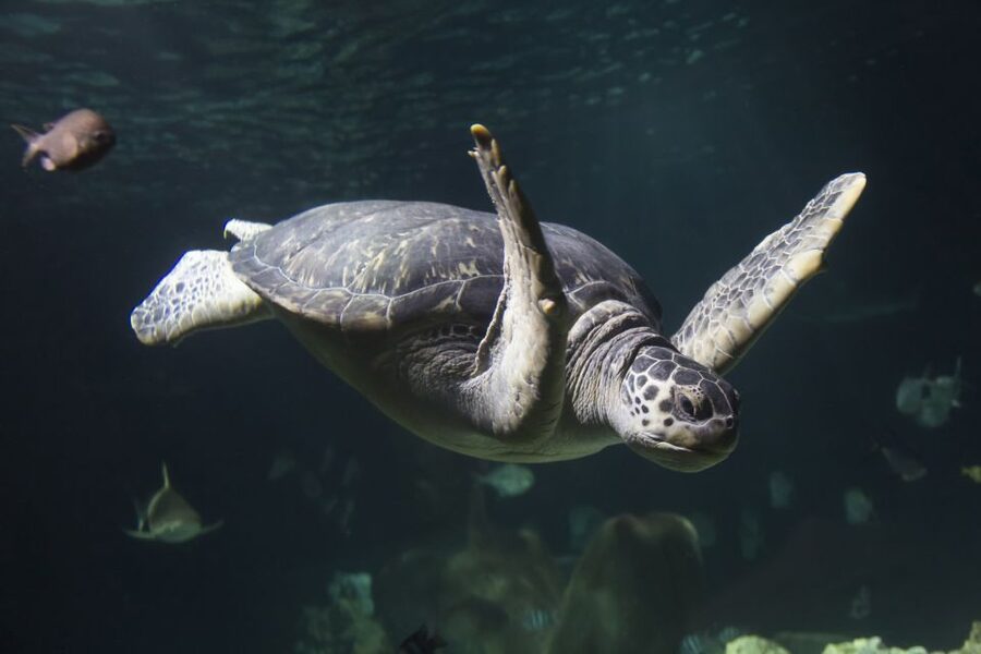 Oberhausen: SEA LIFE Oberhausen Entry Ticket - Timing, crowds, and access