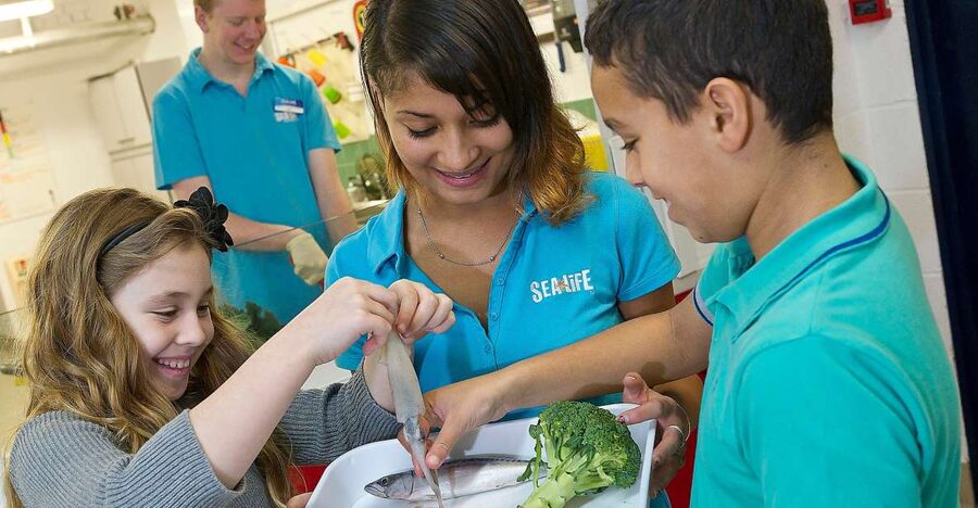 Oberhausen: SEA LIFE Ticket and Behind the Scenes Tour - What happens during the 30-minute backstage tour