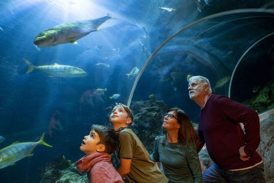 Oberhausen: SEA LIFE Ticket and Behind the Scenes Tour - Timing, language, and access