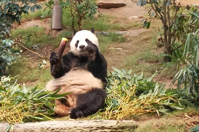 Ocean Park Full-Day Coach Tour with Hotel Pickup in Kowloon Area from Hong Kong - Key points to know before booking