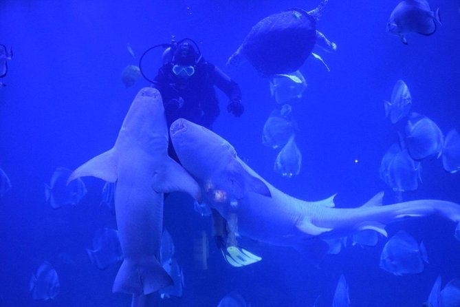 Official Account: Hurghada Grand Aquarium Entrance Tickets - Quick points before you book
