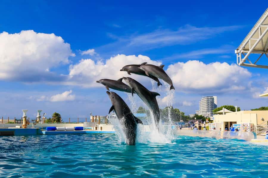 Okinawa: Bus Tour to Churaumi Aquarium with Sightseeing - Why this bus tour works for Okinawa