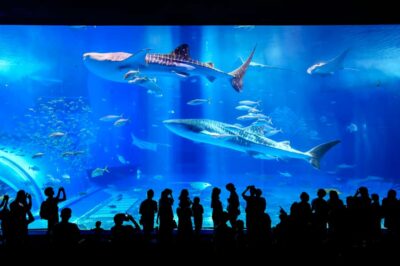 Okinawa: Bus Tour to Churaumi Aquarium with Sightseeing