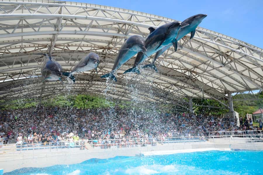 Okinawa: Bus Tour to Churaumi Aquarium with Sightseeing - Three hours inside Churaumi Aquarium