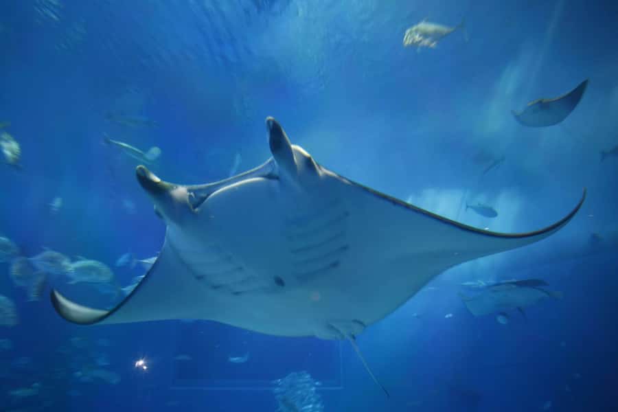 Okinawa: Bus Tour to Churaumi Aquarium with Sightseeing - Who should book this day tour?