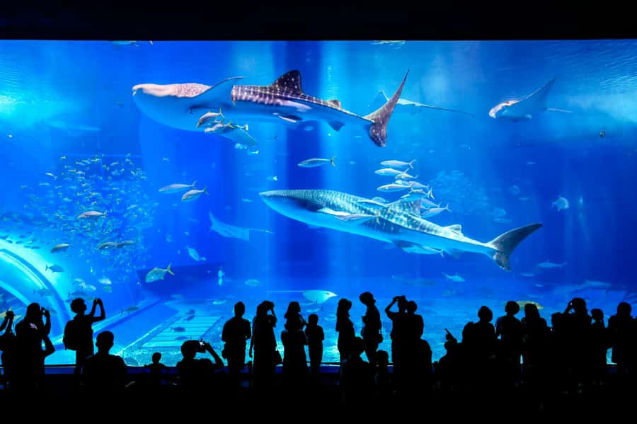 Okinawa: Bus Tour to Churaumi Aquarium with Sightseeing - Kariyushi Beach and the glass-bottom boat