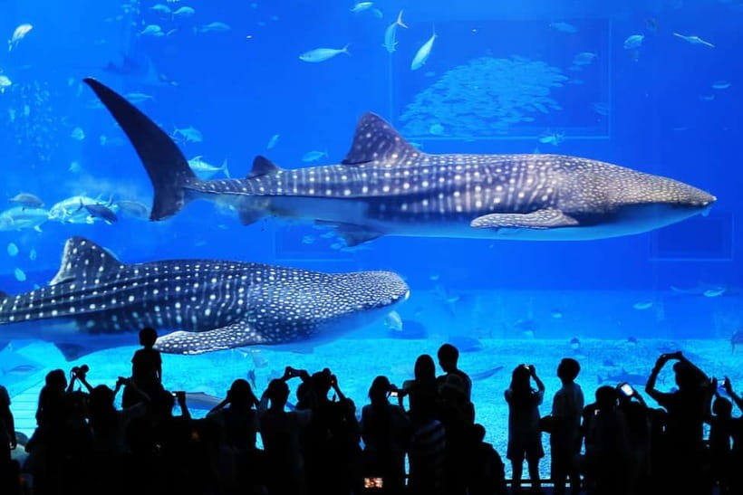 Okinawa: Churaumi Aquarium, Ryukyu Village & Manza Bus Tour - Four floors of sea life at Churaumi Aquarium
