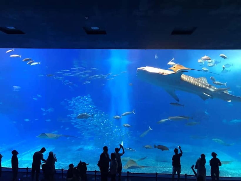 Okinawa Churaumi or Tropical, Kouri American Village BusTour - Churaumi Aquarium or Tropical Dream Center