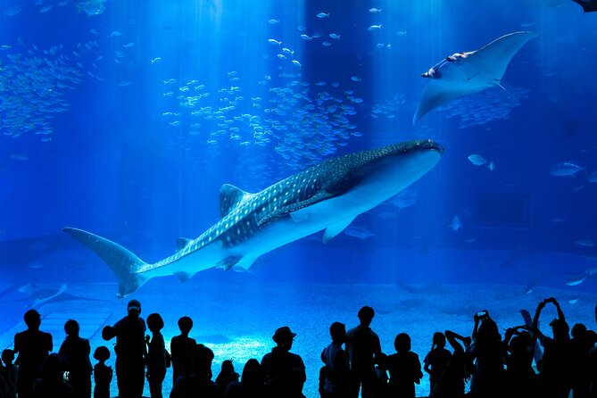 Okinawa HIP-HOP BUS B - 1 Course Tour (Okinawa Churaumi Aquarium) - Key points at a glance