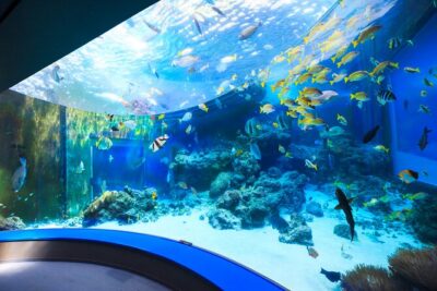 Okinawa HIP-HOP BUS B – 1 Course Tour (Okinawa Churaumi Aquarium)