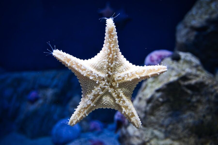 Orlando: Madame Tussauds and SEA LIFE Aquarium Combo Ticket - The coastal rock pool and Ted the turtle