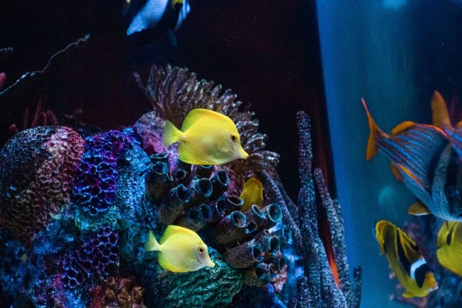 Orlando: SEA LIFE Orlando Aquarium - Key points at a glance